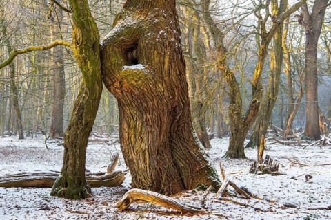 Winter in the jungle tree trail with ancient trees in the Ahlhorner Fischteiche nature reserve,