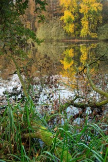 Autumn in the Ahlhorn Fish Ponds Nature Reserve of the Lower Saxony State Forests, Ahlhorn, Lower