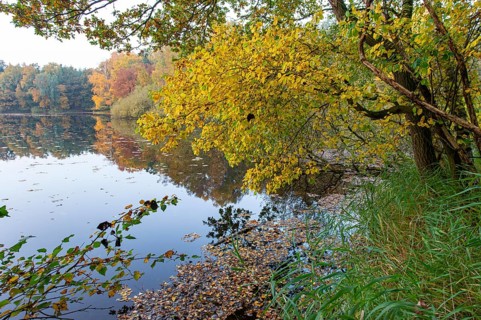 Autumn in the Ahlhorn Fish Ponds Nature Reserve of the Lower Saxony State Forests, Ahlhorn, Lower