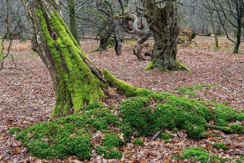 Old trees with dead wood in the Hudewald Urwald tree trail in the Ahlhorner Fischteiche nature