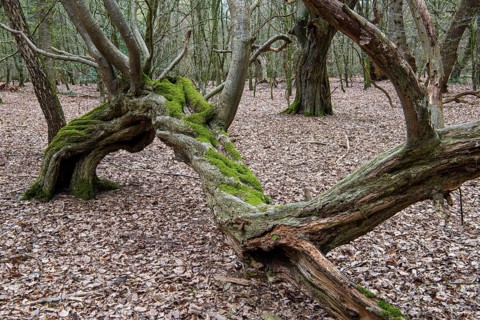 Tree in Hudewald and nature reserve Urwald tree trail in spring, dead wood, Emstek, Lower Saxony,