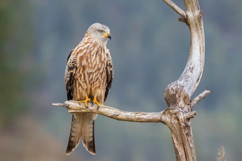 Red kite (Milvus milvus), sitting on a branch, Münster, Tyrol, Austria