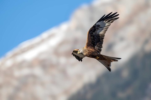 Red kite (Milvus milvus), in flight, Münster, Tyrol, Austria