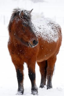 Icelandic horse (Equus islandicus) covered with snow and ice in winter in a snowstorm,