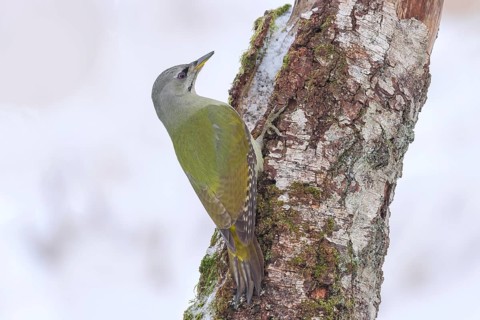Grey-headed woodpecker (Picus canus), or great spotted woodpecker, female on a birch overgrown with