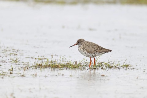 Redshank (Tringa totanus) standing on a flooded meadow in the morning mist, snipe bird, spring,
