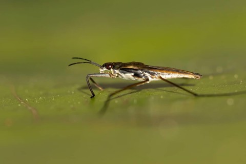 Common pond skater (Gerris lacustris) adult insect on a water lily pad or leaf on the water surface