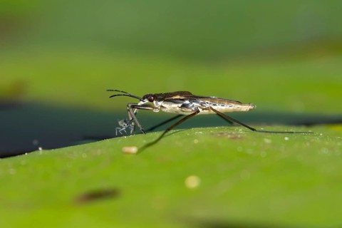 Common pond skater (Gerris lacustris) adult insect feeding on an aphid on a water lily pad or leaf
