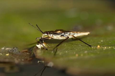 Common pond skater (Gerris lacustris) adult insect feeding on a Whitefly on a water lily pad or