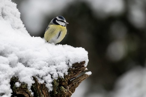 Blue tit (Parus caerulea), Emsland, Lower Saxony, Germany