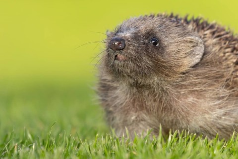 European hedgehog (Erinaceus europaeus) adult animal on a garden grass lawn, England, United