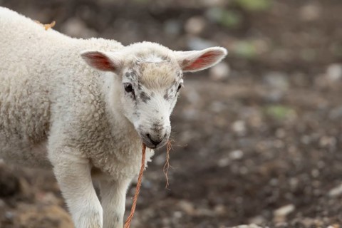 Domestic sheep (Ovis aries) juvenile baby lamb farm animal with a piece of rope in its mouth,