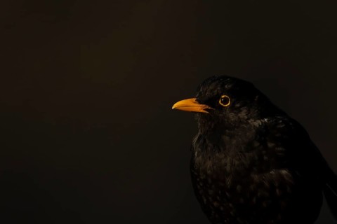 Eurasian blackbird (Turdus merula) adult male garden bird head portrait, England, United Kingdom
