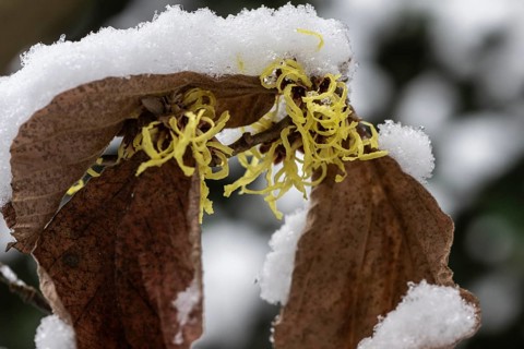 Witch hazel (Hamamelis mollis Pallida) in the snow, Emsland, Lower Saxony, Germany