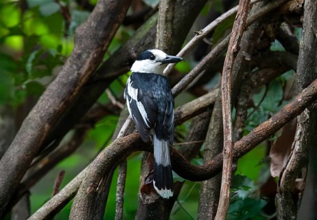 Hookbill vanga (Vanga curvirostris) in the Ankarafantsika dry forests in western Madagascar