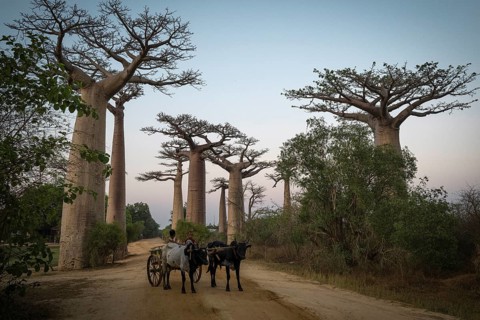 Zebu cart with driver early in the morning on Baobab Alley in western Madagascar