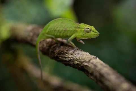 Chameleon female (Calumma gastrotaenia) in the rainforests of the central highlands of Madagascar