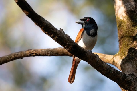 Red Vanga, Rufous Vanga (Schetba rufa) in the Ankarafantsika dry forest in western Madagascar