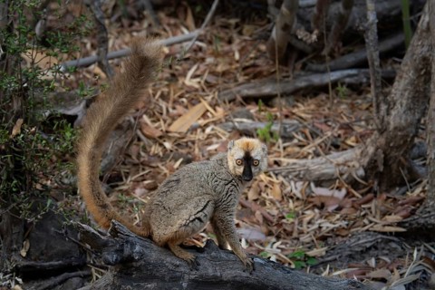 Male red-fronted lemur (Eulemur rufifrons) in the Kirindy dry forest, western Madagascar