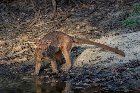 Fossa, Fossa creeping cat (Cryptoprocta ferrox) in the Kirindy dry forests of western Madagascar