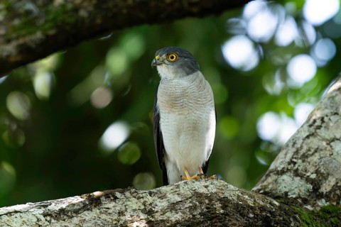 Lizard Goshawk, Frances Sparrow-Hawk (Accipiter francesiae) in the lowland rainforests of eastern