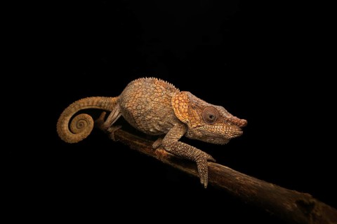 Short-horned chameleon (Callumma brevicornis) in the rainforests of eastern Madagascar