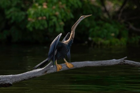 African Darter (Anhinga rufa) at a lake in the west of Madagascar