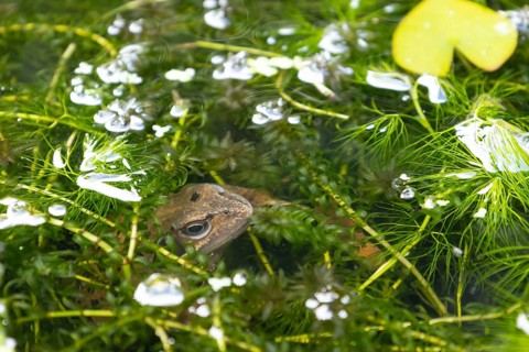 Common frog (Rana temporaria) adult amphibian on the water surface of a garden pond amongst pond