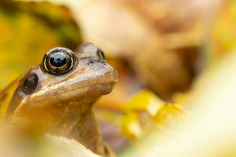 Common frog (Rana temporaria) adult amphibian in a garden amongst fallen autumn leaves, England,