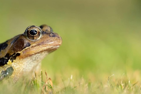 Common frog (Rana temporaria) adult amphibian on a garden grass lawn in summer, England, United