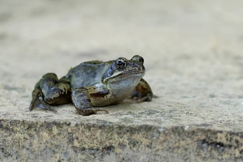 Common frog (Rana temporaria) adult amphibian on a garden paving slab in summer, England, United