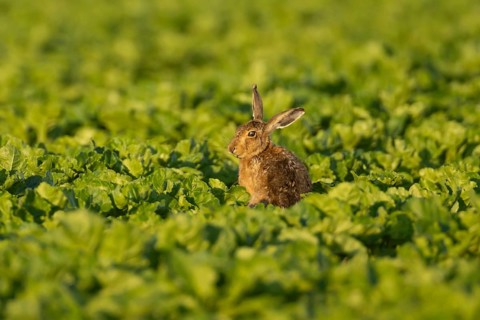 European brown hare (Lepus europaeus) adult animal in a arable farm sugar beet crop field in
