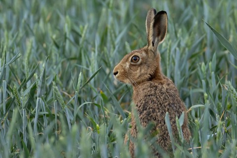 European brown hare (Lepus europaeus) adult animal in a farmland wheat crop field in summer,