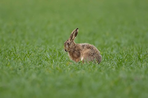 European brown hare (Lepus europaeus) adult animal in a farmland cereal crop field in springtime,