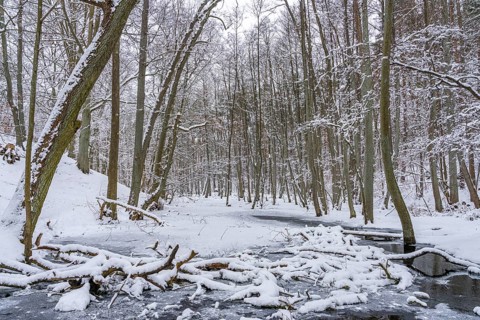 Landscape covered by snow with fallen trees on the Briese river in the forest in winter, landscape