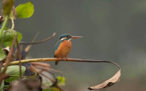 A common kingfisher (Alcedo atthis), Sreepur, Gazipur, Bangladesh