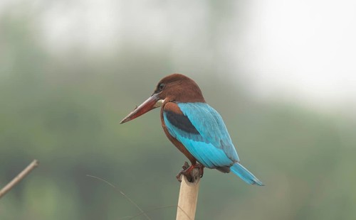 A white-throated kingfisher (Halcyon smyrnensis), Sreepur, Gazipur, Bangladesh