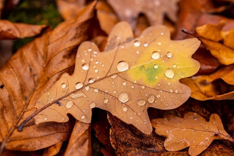 Close-up of the leaf of an oak (Quercus) in autumnal brown colouring on the ground of a forest,