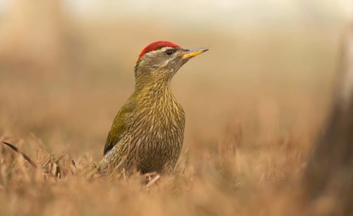 A male Streak-throated Woodpecker (Picus xanthopygaeus) is standing on the grass. Sreepur, Gazipur,