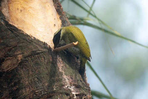 A female Streak-throated woodpecker (Picus xanthopygaeus) is feeding on date palm sap. Sreepur,