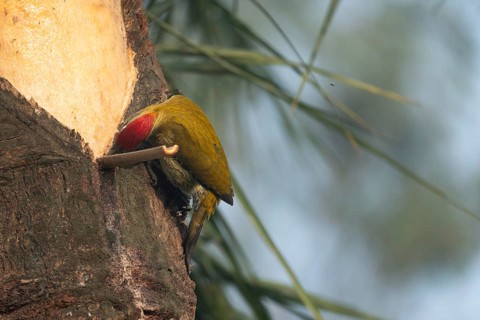A male Streak-throated woodpecker (Picus xanthopygaeus) is feeding on date palm sap. Sreepur,