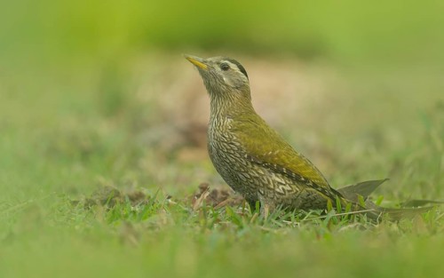 A Female Streak-throated Woodpecker (Picus xanthopygaeus) is standing on the grass. Sreepur,
