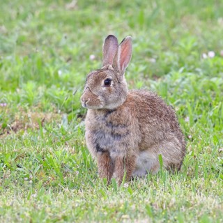 Wild rabbit (Oryctolagus cuniculus), sitting in a meadow, adult, alert, wildlife, animals, rodent,