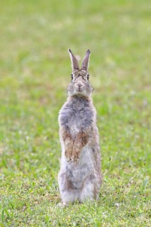 Wild rabbit (Oryctolagus cuniculus), sitting in a meadow, making mate, erect, fully grown, alert,