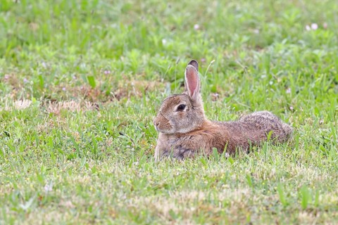 Wild rabbit (Oryctolagus cuniculus), lying in a meadow, fully grown, alert, wildlife, animals,