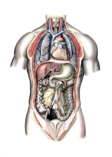 Medical illustration, intestines, internal organs in human chest and abdomen, school picture,