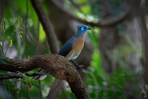 Crested Coa (Coa cristata) in the dry forests of western Madagascar