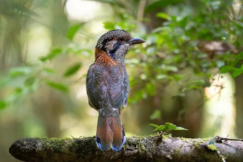 A bird, Scaly Ground Roller (Geobiastes squamigerus) in the rainforests of Mantadia National Park