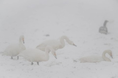 Whooper swans (Cygnus cygnus) and grey geese (Anser anser) in the snow, Emsland, Lower Saxony,