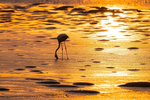 Pink flamingo (Phoenicopterus roseus) against the light, sunset, lagoon at Walfish Bay, Erongo,